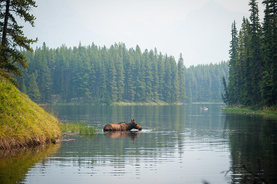 A moose swimming in a lake Photograph by Wilpunt