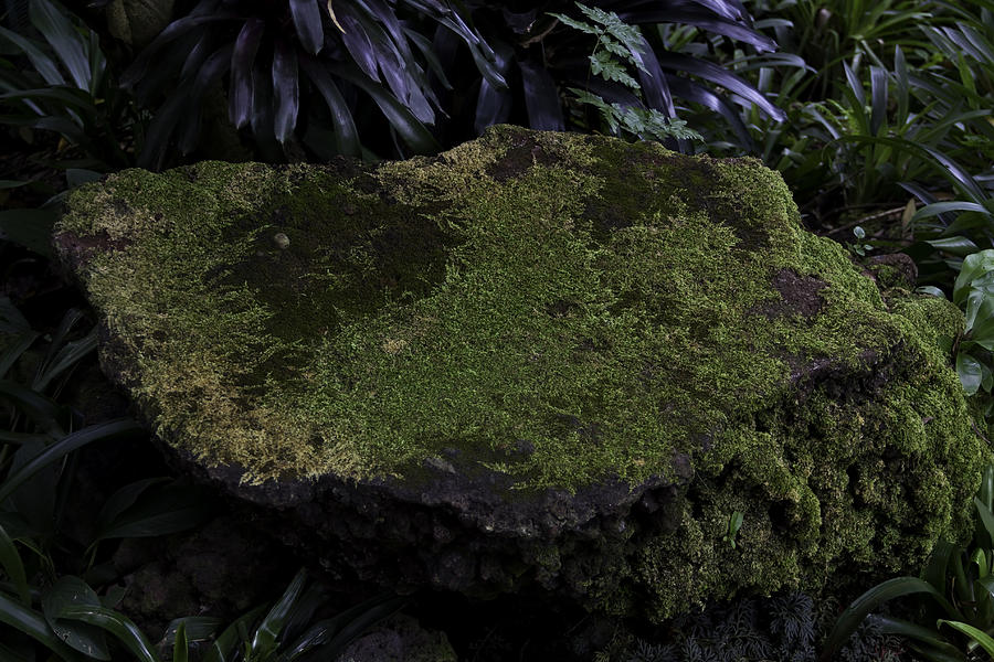 A moss covered stone inside the National Orchid garden in Singapore Photograph by Ashish Agarwal