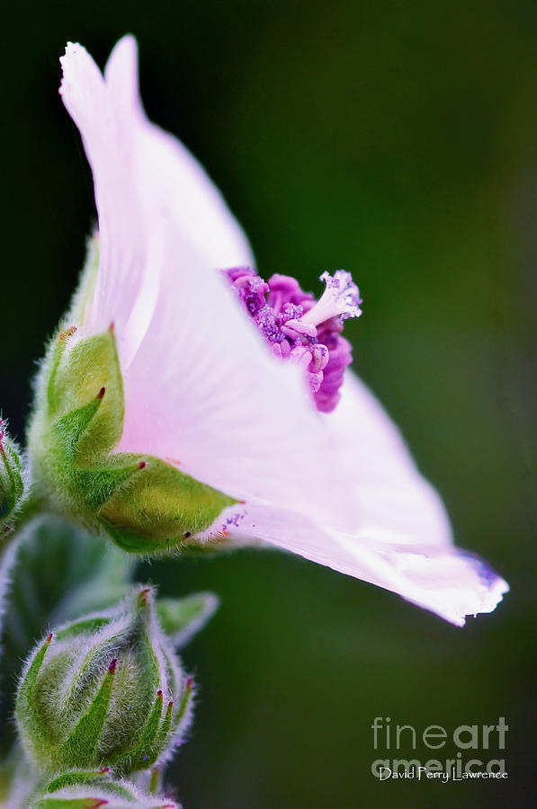 Flower Photograph - A Most Unusual Wildflower by David Perry Lawrence