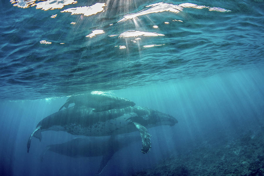 A Mother Whale And Her Calf Photograph by Brook Peterson