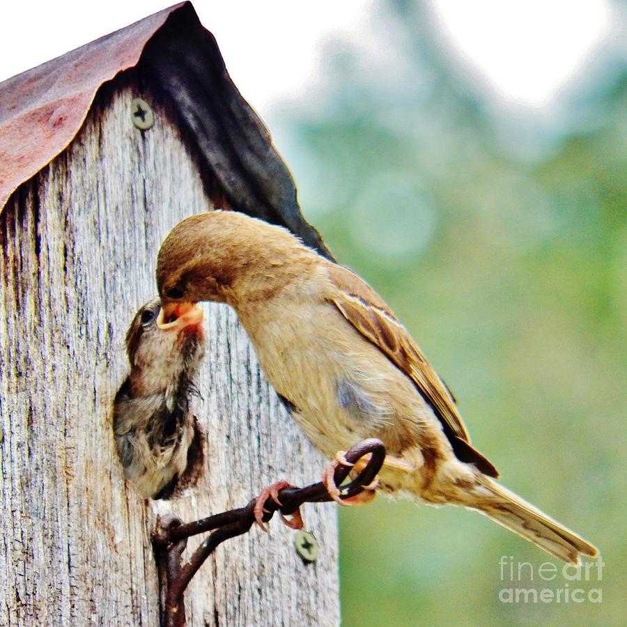 A Mothers Love 3 Photograph by Judy Via-Wolff