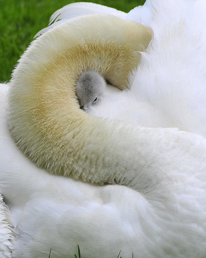 A Mothers Love Photograph by Dan Myers