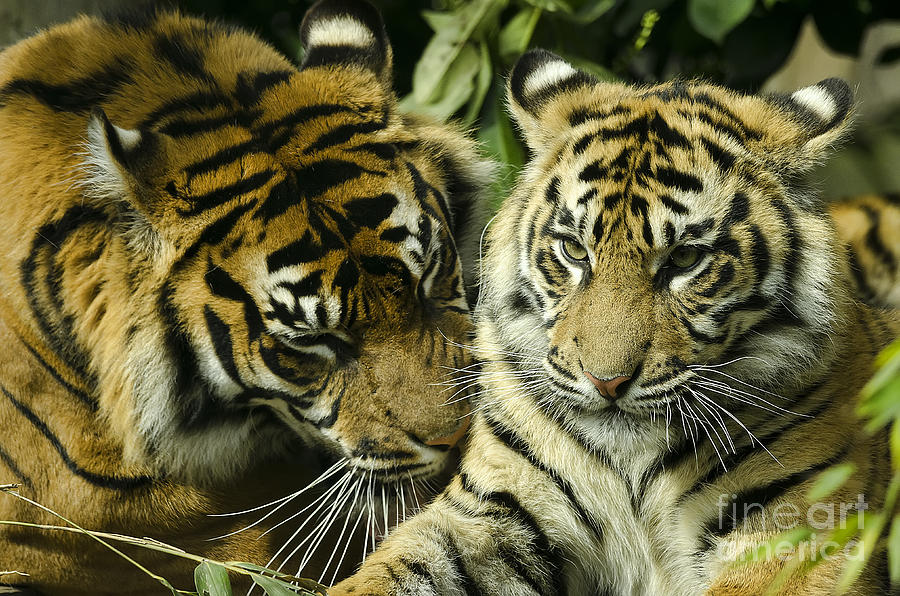 Tiger Photograph - Sumatran Tiger With Baby by Darren Wilkes