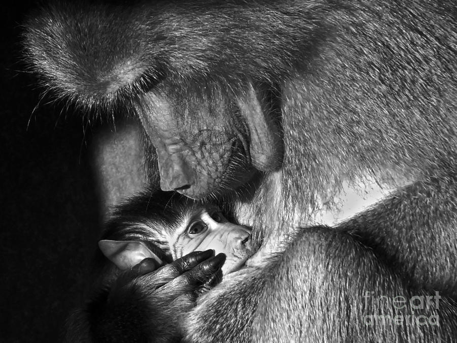 Ape Photograph - A mothers love by Inge Riis McDonald