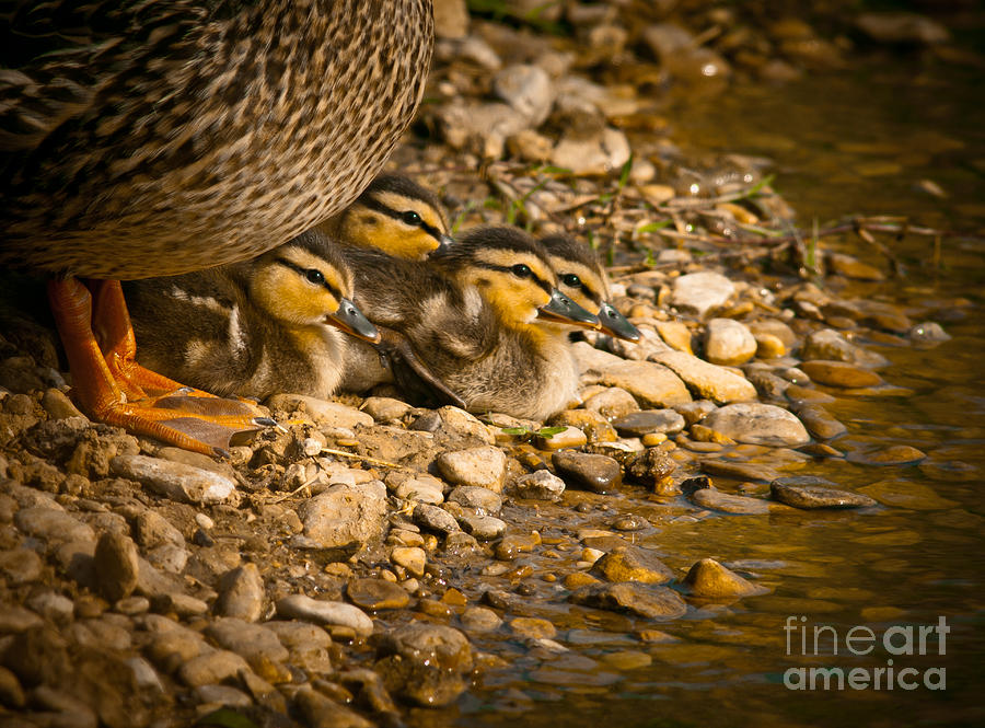 Mothers Day Photograph - A Mothers Love by Robert Frederick