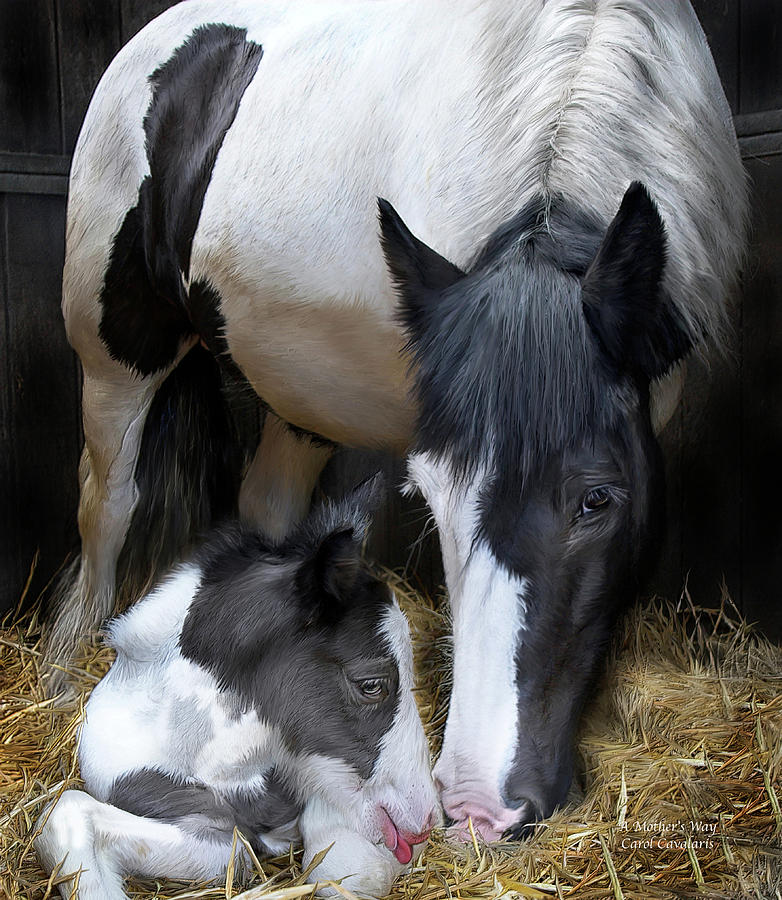 Horse Mixed Media - A Mothers Way by Carol Cavalaris