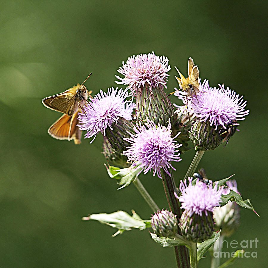 Nature Photograph - A Moths Feast by Arizona  Lowe