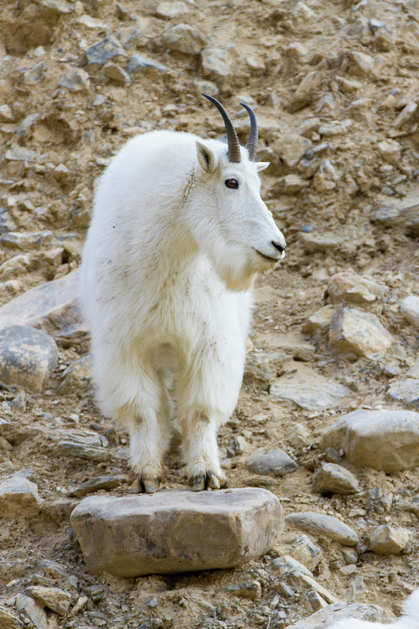 A Mountain Goat On Watch In The Big Photograph by Robin Carleton - Fine ...