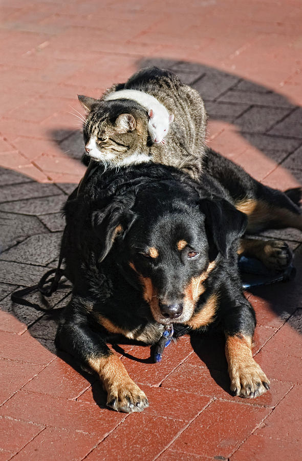 Cat Photograph - A Mouse On A Cat On A Dog In Santa by Kevin Steele