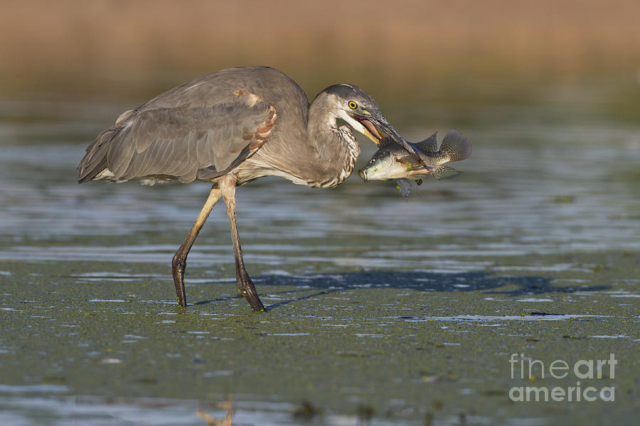 A Mouthful For A Heron Photograph by Bryan Keil