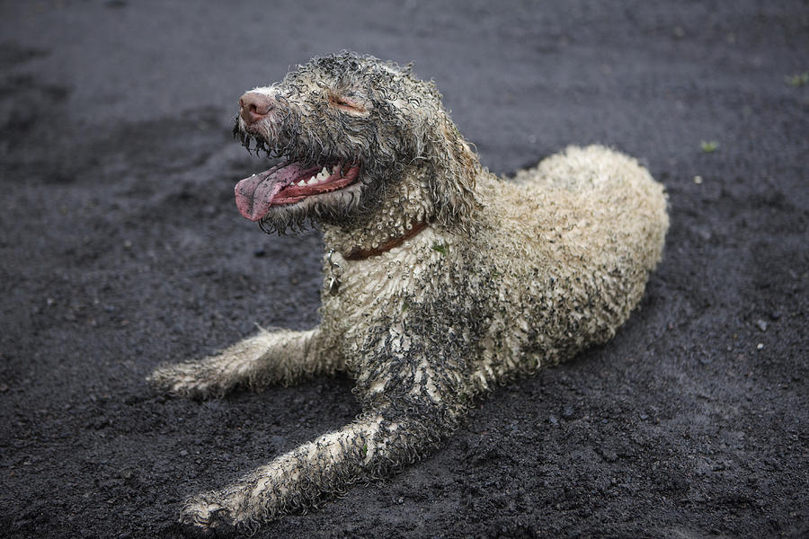 A muddy dog Photograph by Julia Christe