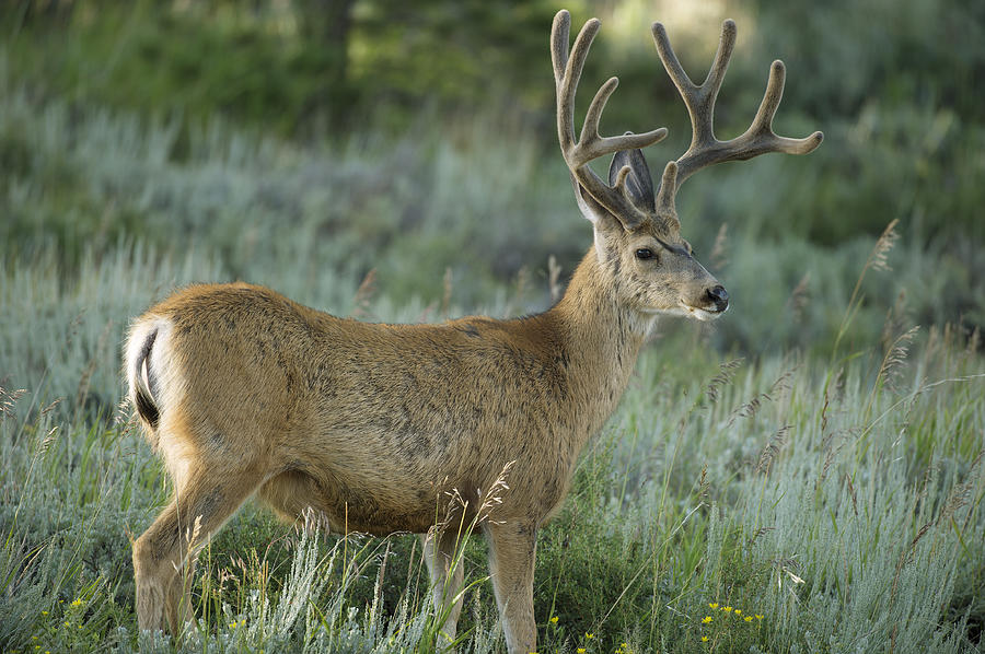 A Mule Deer Buck in Velvet Photograph by Gary Langley - Pixels