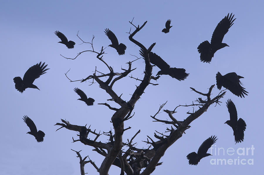 A Murder Of Crows Photograph by Bob Christopher