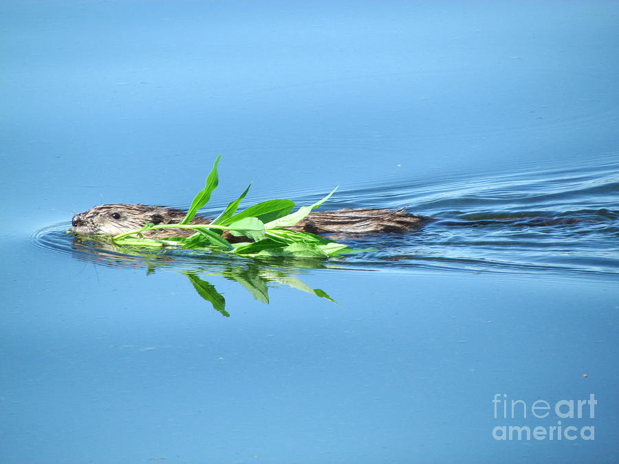 A Muskrat’s Breakfast Part 2 Photograph by Rebecca Bromberger | Pixels