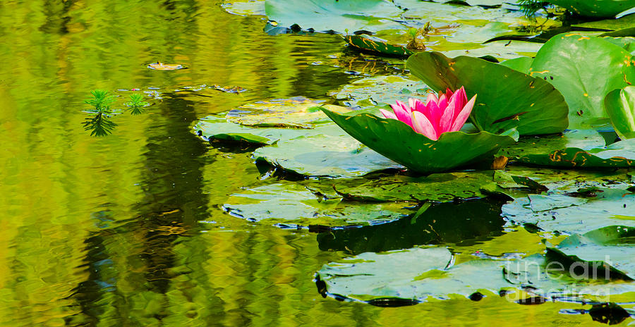 Claude Monets Water Garden Featuring a Single Pink Lotus Photograph by Mary Jane Armstrong