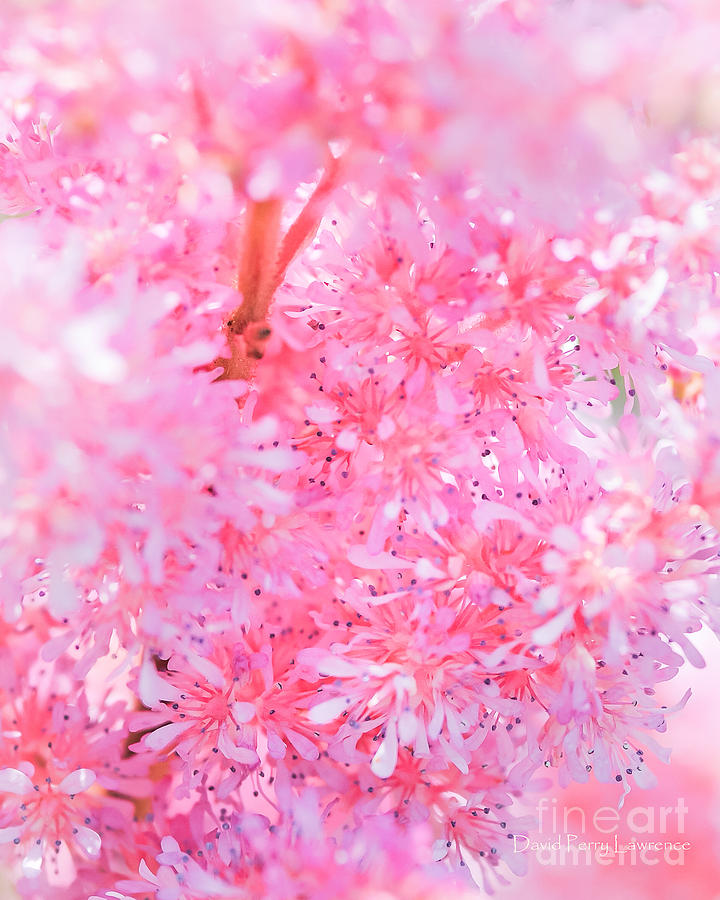 A Natural Pink Bouquet Photograph