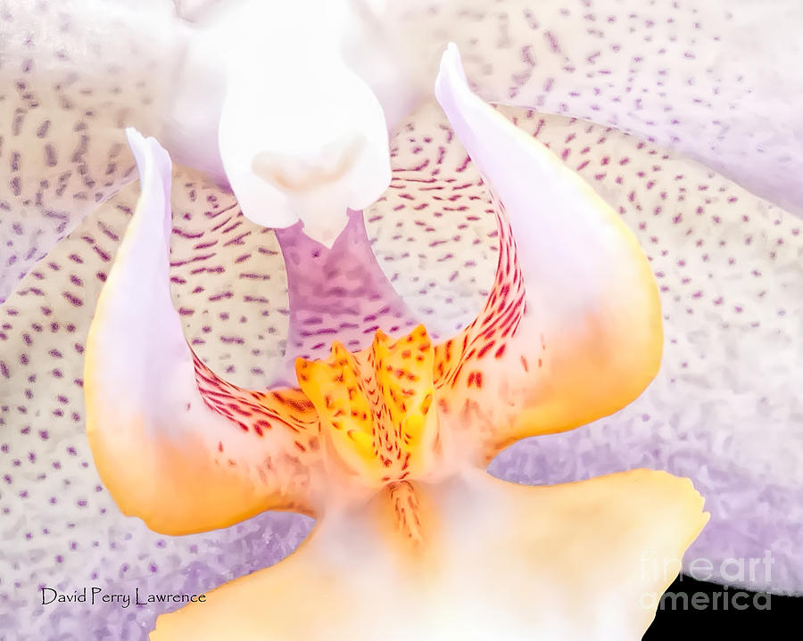 Orchid Photograph - A Neighbors Orchid by David Perry Lawrence