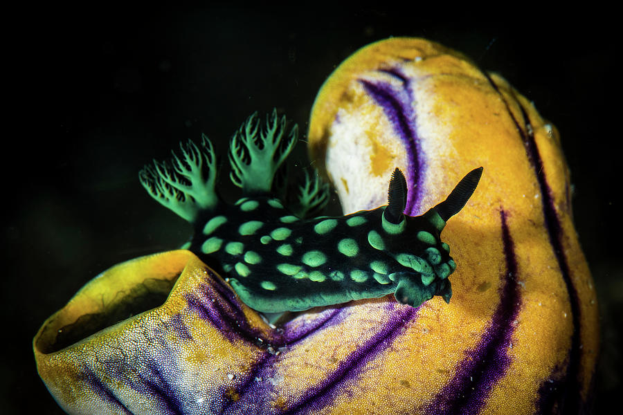 Wildlife Photograph - A Nembrotha Cristata Nudibranch Crawls by Brook Peterson