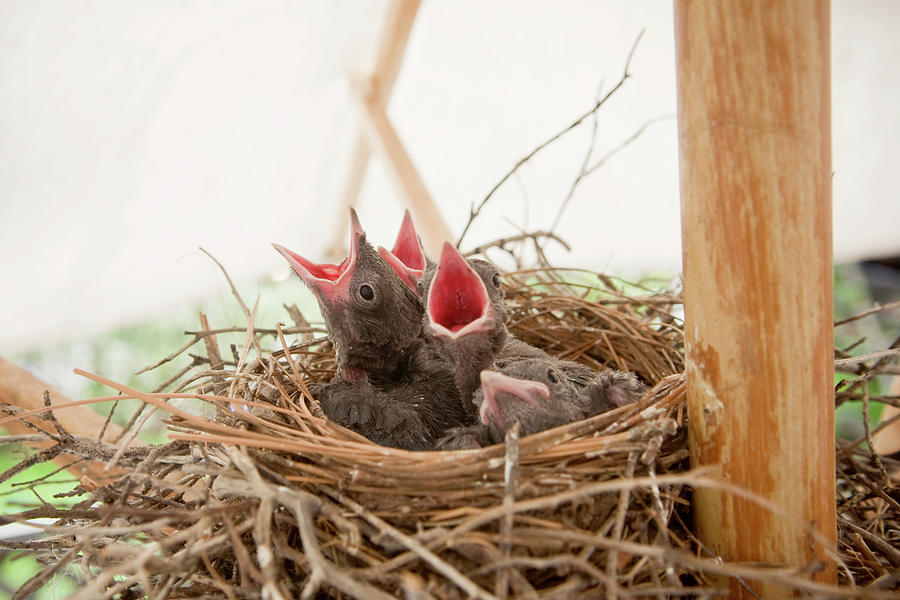 Wildlife Photograph - A Nest Full Of Stellar Jay Chicks by Keri Oberly