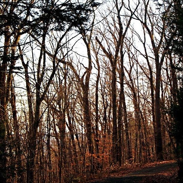 Nature Photograph - A Never Ending Trail In The Forest by Katie Phillips