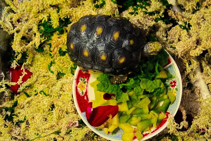 Lettuce Photograph - A New Home For A Juvenile Red Footed Tortoise by Sandra Pena de Ortiz