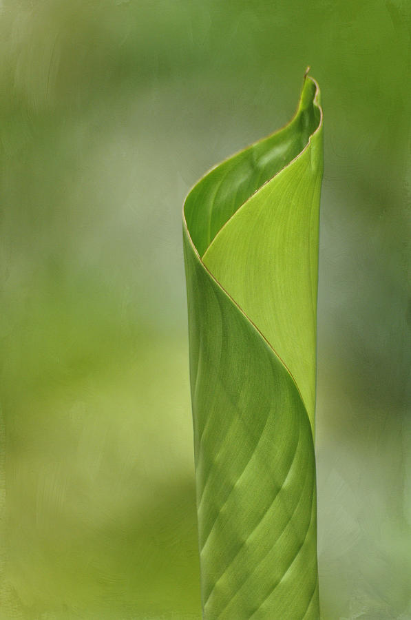 A New Leaf Photograph by Carol Eade