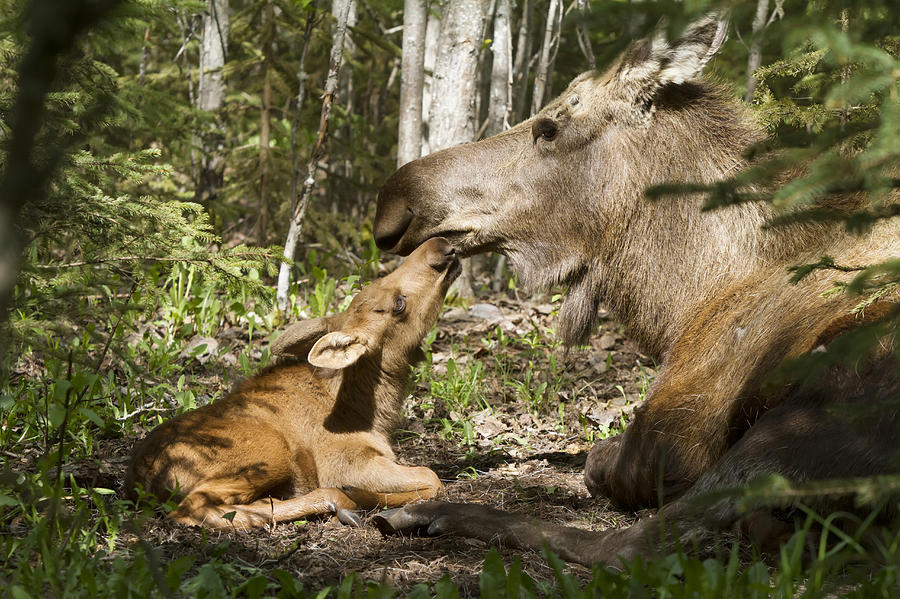 A New Moose Calf Nuzzles Her Mom As Photograph by Doug Lindstrand