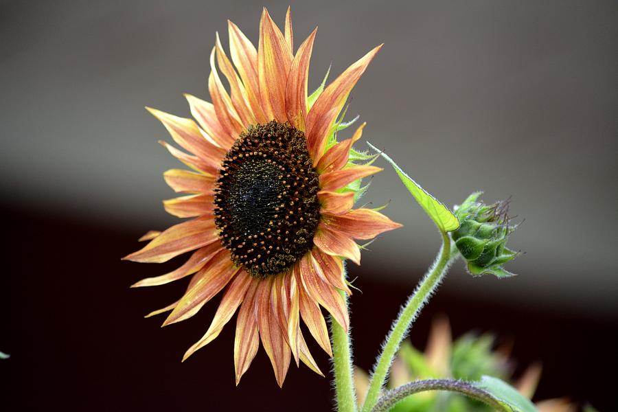 Sunflower Photograph - A New Sunflower by Karen Majkrzak