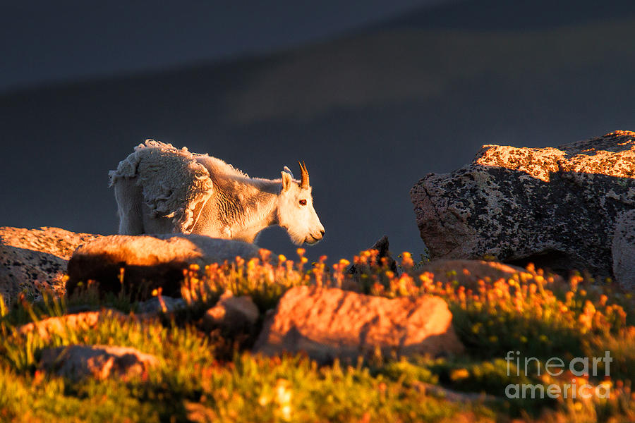 Mountain Goats Photograph - A New Tomorrow by Jim Garrison
