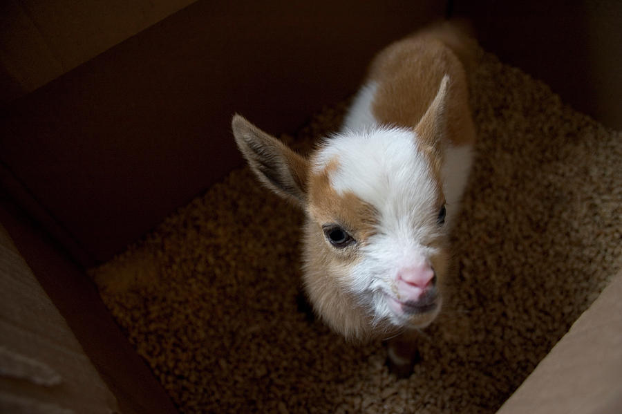 Animal Photograph - A Newborn Baby Goat by Karl Schatz
