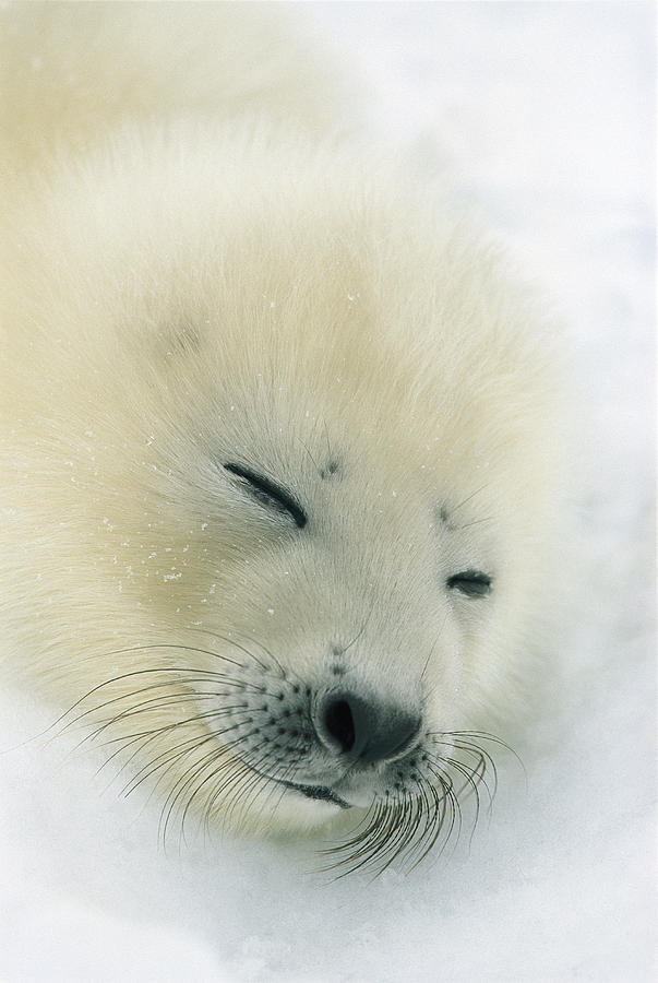 harp seal doll