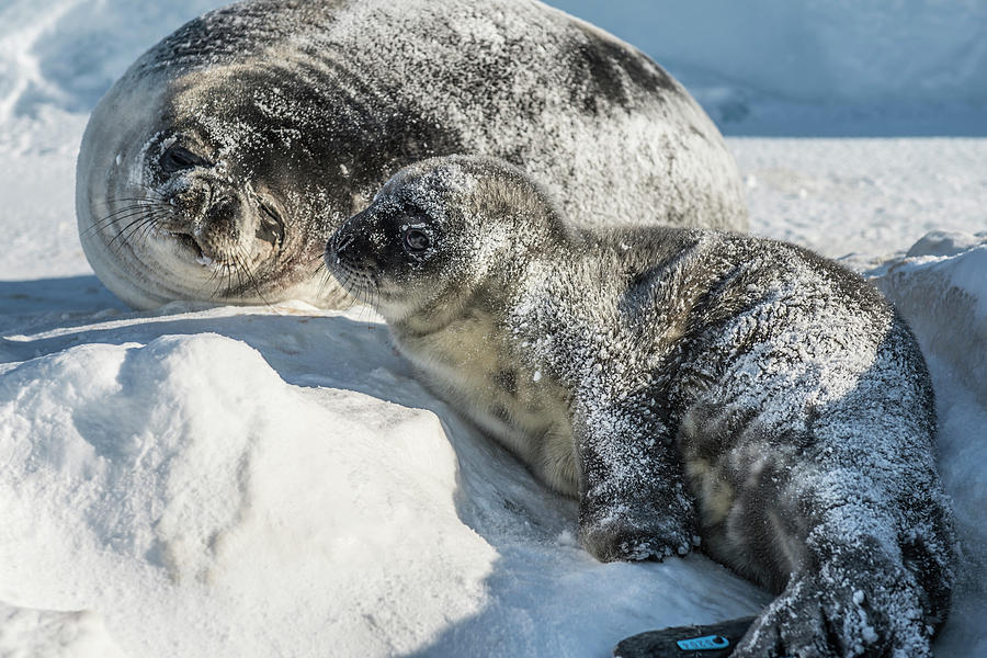Wildlife Photograph - A Newly Born Weddell Seal Pup by Alasdair Turner