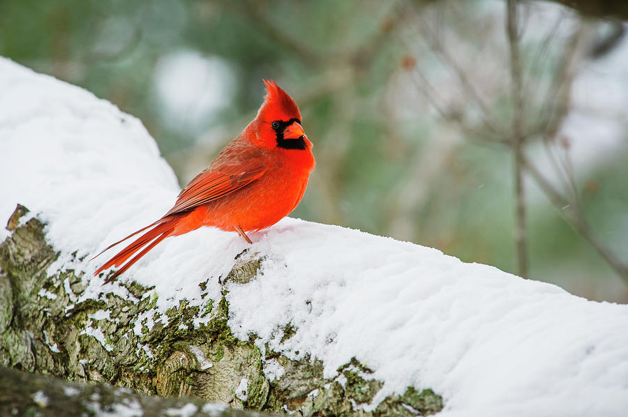 A Northern Cardinal Cardinalis Photograph by Tom Patrick / Design Pics