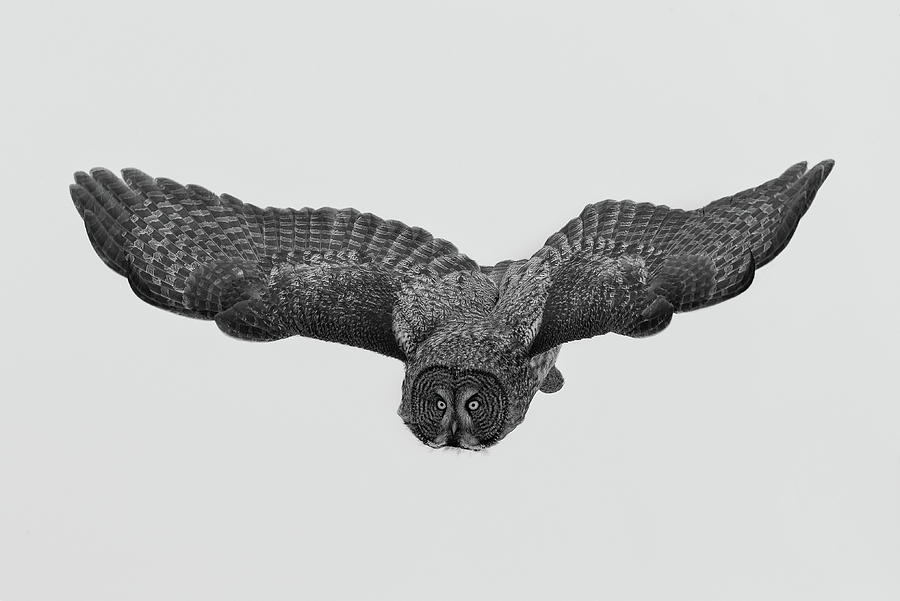 Owl Photograph - A Northern Phantom by Cheng Chang