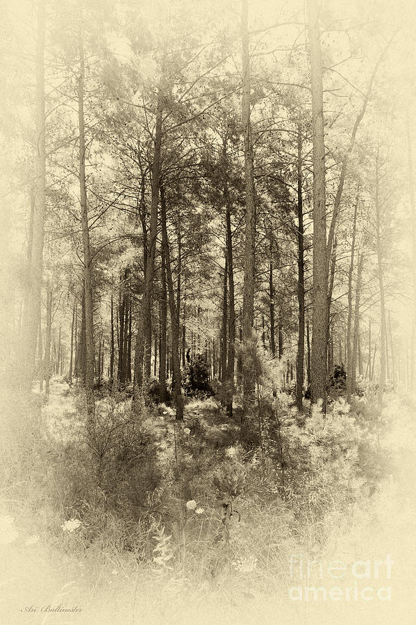 A nostalgic view to the forest 02 Photograph by Arik Baltinester