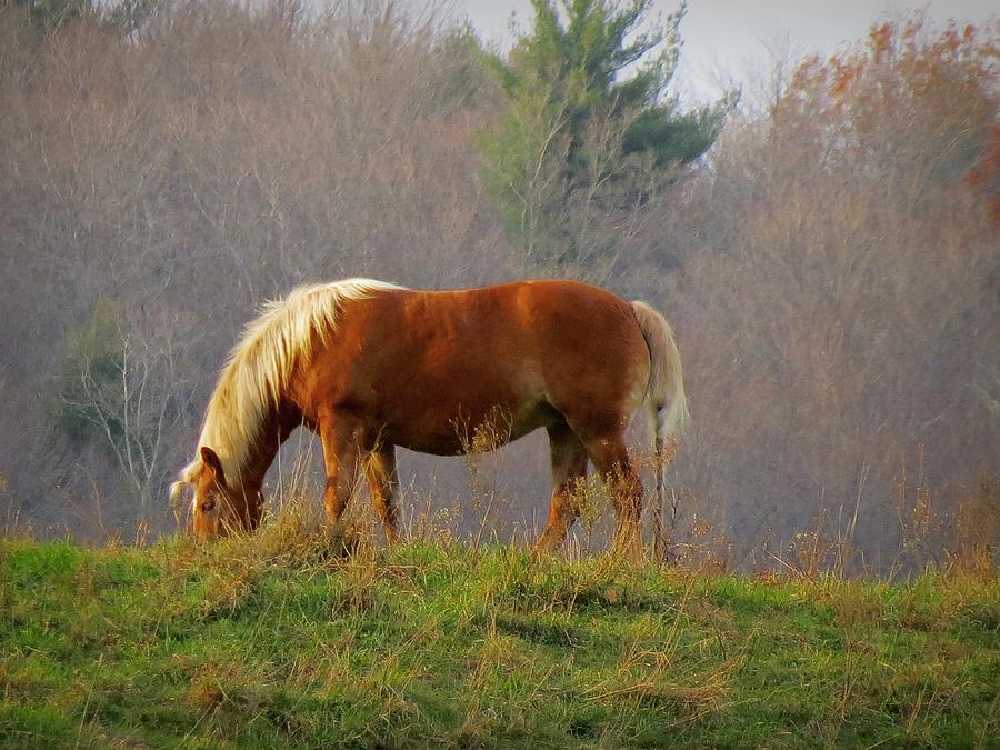 A November Horse Photograph by MTBobbins Photography Pixels