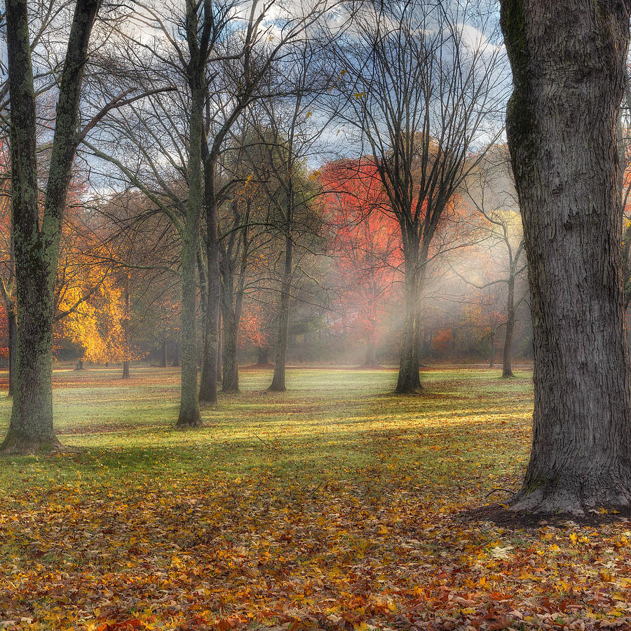 Tree Photograph - A November Morning Square by Bill Wakeley
