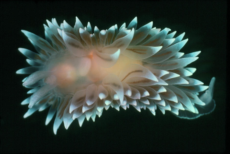 Wildlife Photograph - A Nudibranch Or Naked Sea Slug by Dr T.e. Thompson/science Photo Library