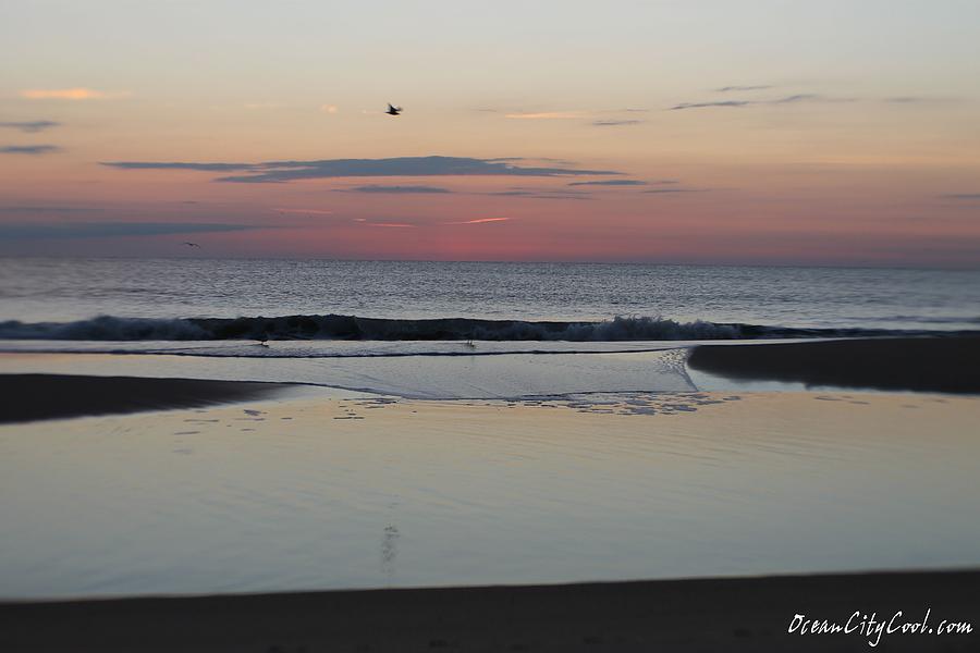 A One Seagull Sunrise Photograph by Robert Banach