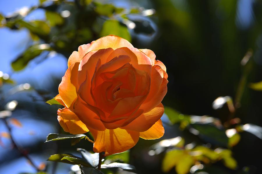 Orange Rose Photograph by Alex King
