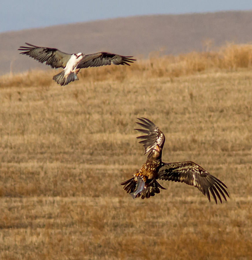 osprey eagle