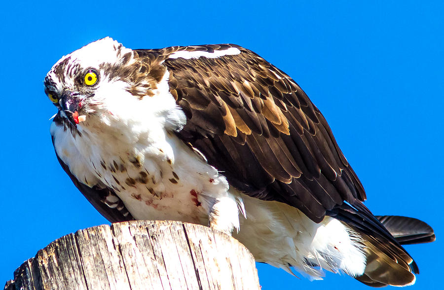 osprey feeding habits