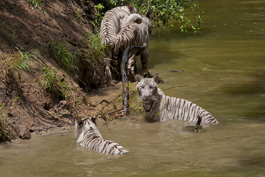A Pack of 4 White Bengal Tigers playing in a River Photograph by James L Davidson