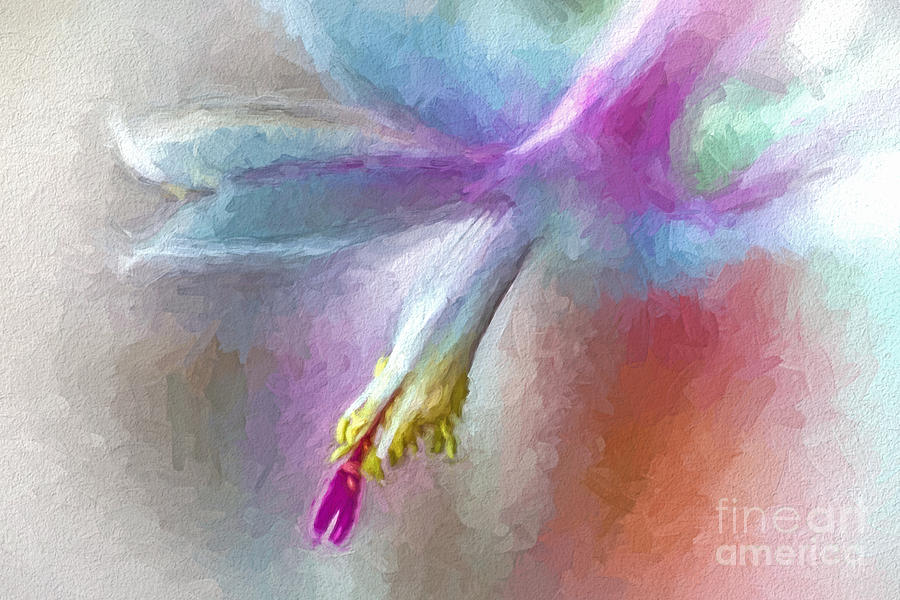 A Painted Christmas Cactus  Photograph by Dave Bosse