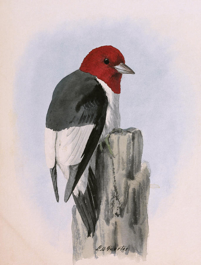 A Painting Of A Red-headed Woodpecker Photograph by Louis Agassi Fuertes