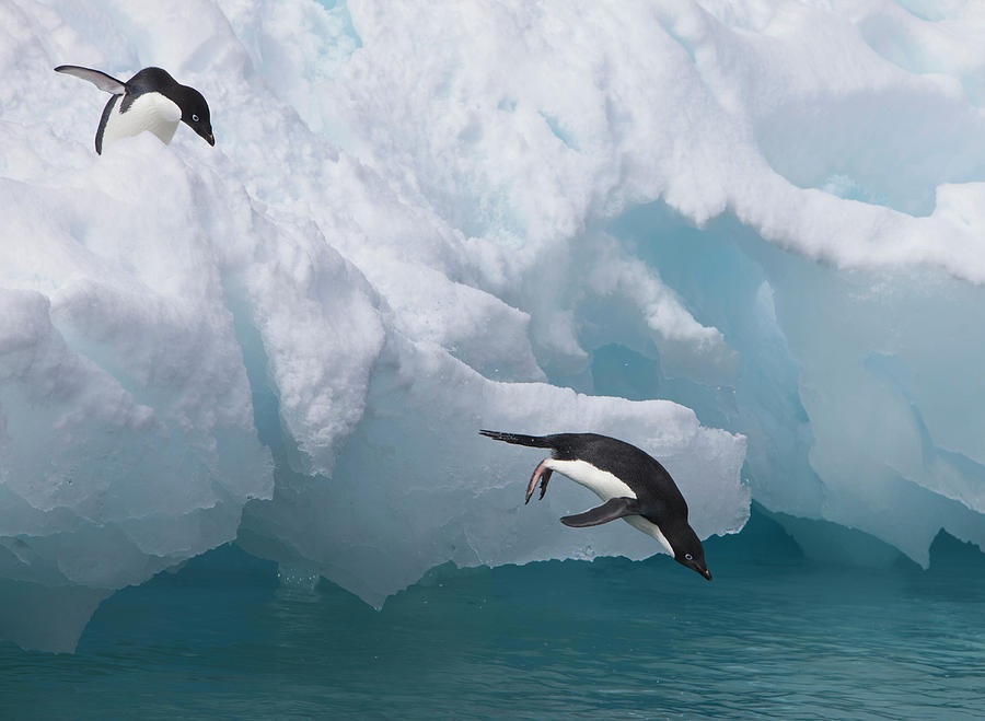 Summer Photograph - A Pair Of Adelie Penguins Leap by Hugh Rose