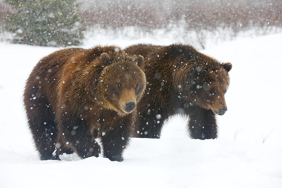 Winter Photograph - A Pair Of Adult Brown Bears Walk by Doug Lindstrand
