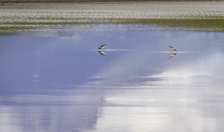 American Avocets Photograph - A Pair Of American Avocets by Thomas Young