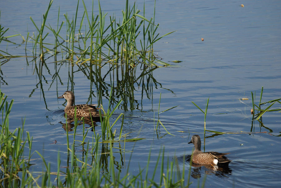 A Pair Of Blue-winged Teal Photograph by Janice Adomeit
