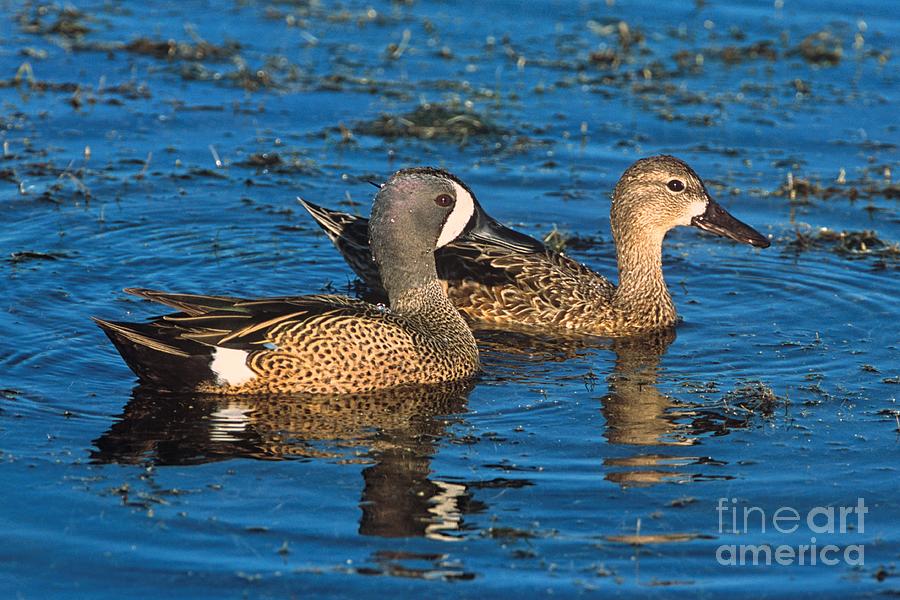 A Pair of Blue-winged Teal Photograph by John Harmon